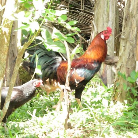 Uma Nandhi Ubud Natural Cottage Exterior photo