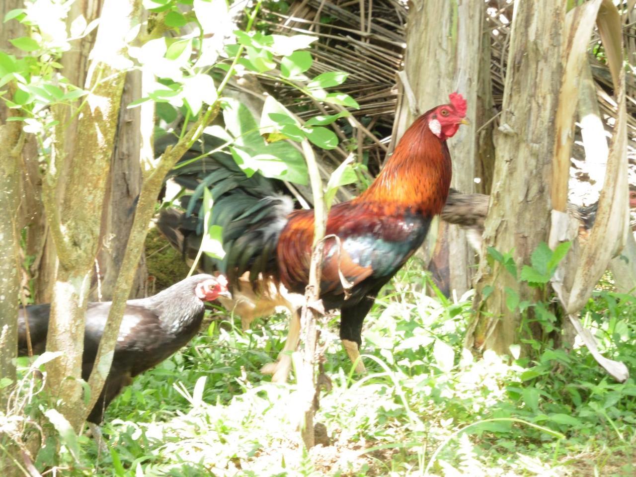 Uma Nandhi Ubud Natural Cottage Exterior photo